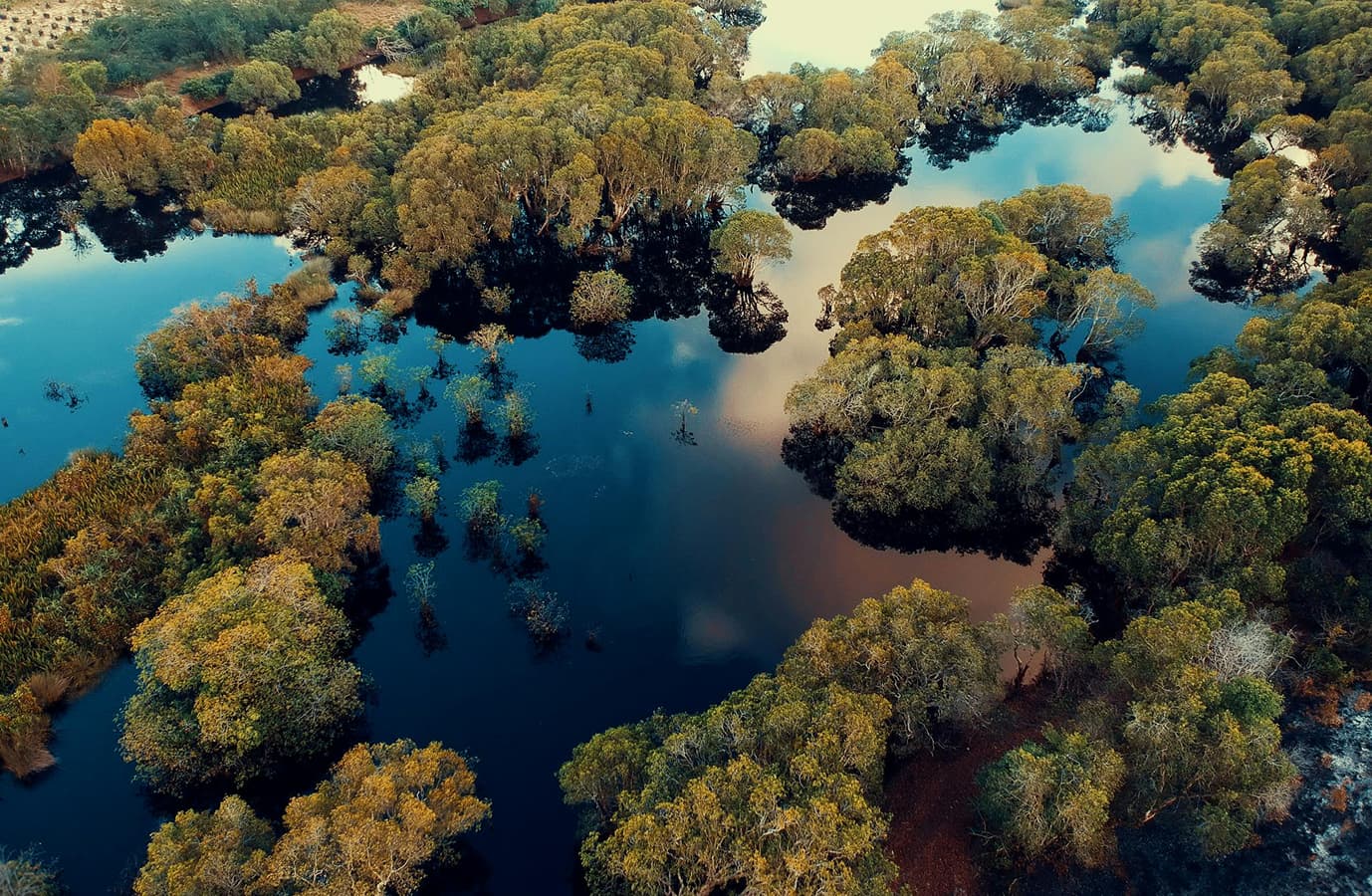 Mangroves: Natural Climate Barrier & Coastal Protection